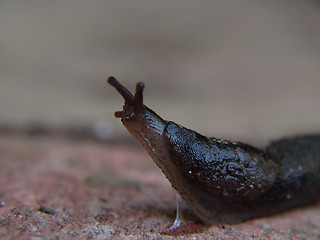 Image showing Stretching Slug