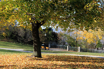 Image showing Fall trees. 