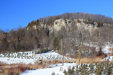 Image showing Niagara Escarpment and Pine trees farm. 