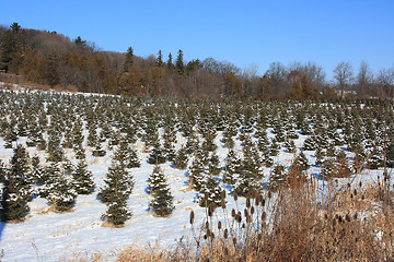 Image showing Pine trees farm under the snow. 