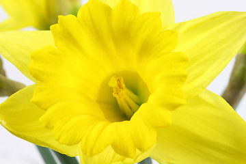 Image showing Yellow Daffodil in bloom macro photo. 