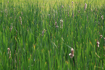 Image showing Field with bulrushes. 