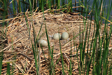 Image showing Swan nest with eggs. 