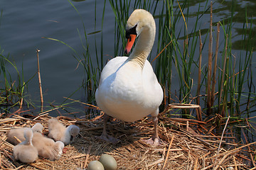 Image showing Swan family and eggs in the nest. 