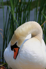 Image showing Swan. 