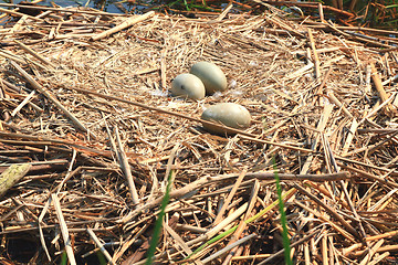 Image showing Swan nest. 