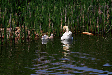 Image showing Swan family in the lake. 