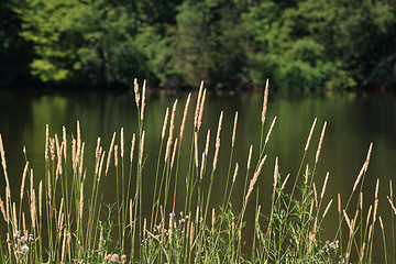 Image showing Grass and plants on the lake shore. 