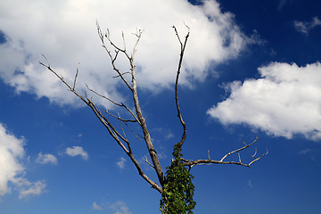 Image showing Dry Branches of dead wood tree.