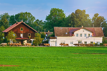 Image showing Cows Go to Pasture