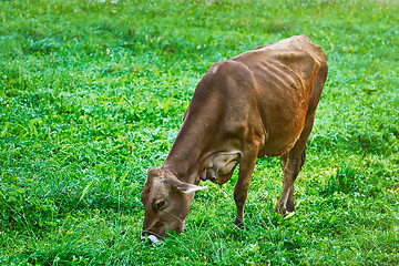 Image showing Cow in the Pasture