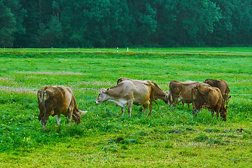 Image showing Cows in the Pasture