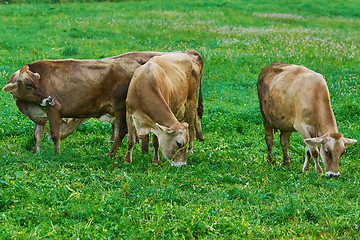 Image showing Cows in the Pasture