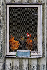 Image showing Window of Henhouse 