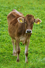 Image showing Cow in the Pasture