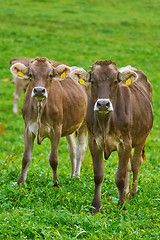 Image showing Cows in the Pasture