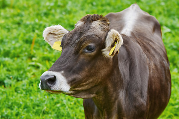 Image showing Portrait of Cow