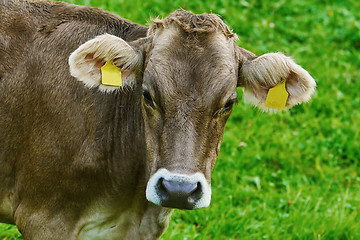 Image showing Portrait of Cow