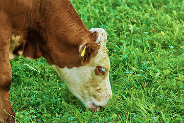 Image showing Cow in Pasture