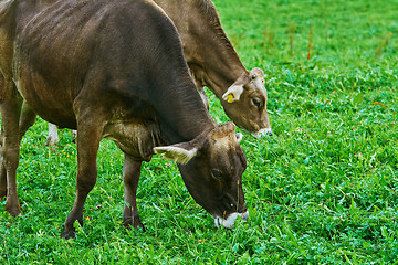 Image showing Cows in the Pasture