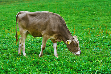 Image showing Cow in the Pasture