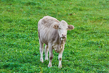 Image showing Cow in the Pasture