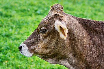 Image showing Portrait of Cow 