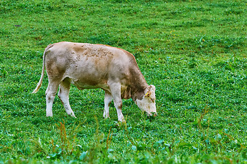 Image showing Cow in the Pasture