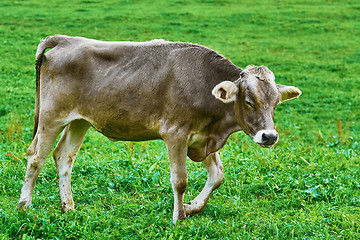 Image showing Cow in the Pasture