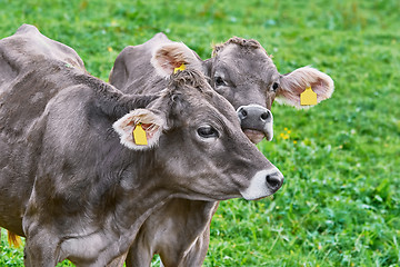 Image showing Portrait of Cows in the Pasture