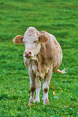 Image showing Cow in the Pasture