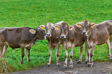 Image showing Cows in the Pasture