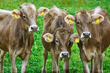 Image showing Cows in the Pasture