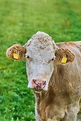 Image showing Portrait of Cow 