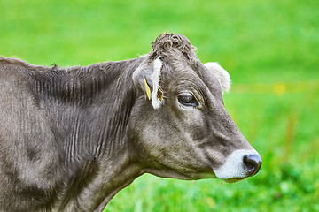 Image showing Portrait of Cow