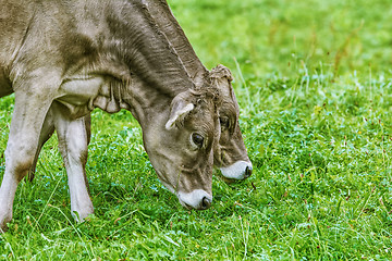 Image showing Cows in the Pasture