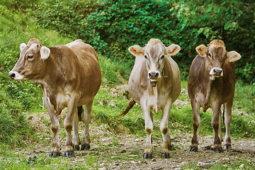 Image showing Cows in the Pasture