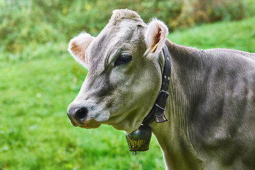 Image showing Portrait of Cow