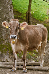 Image showing Cow Go to the Pasture