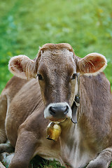 Image showing Portrait of Cow