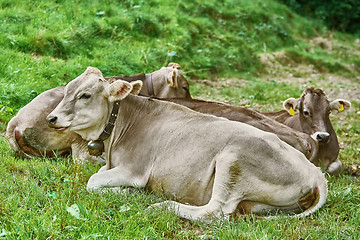 Image showing Cows in the Pasture