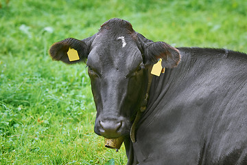 Image showing Portrait of Cow