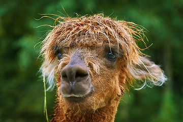 Image showing Portrait of Alpaca