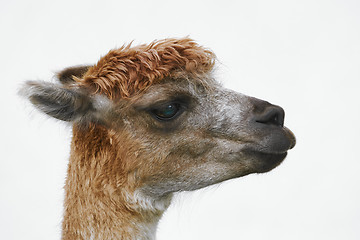 Image showing Portrait of Alpaca