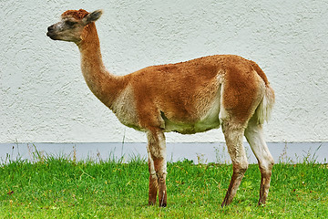 Image showing Alpaca near the Wall