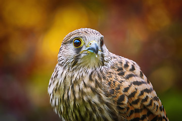 Image showing Common Kestrel (Falco Tinnunculus)