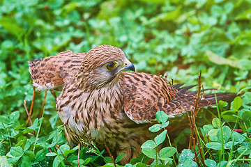 Image showing Common Kestrel (Falco Tinnunculus)