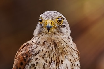 Image showing Common Kestrel (Falco Tinnunculus)