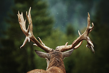 Image showing Red Deer Stag