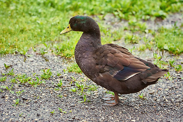 Image showing Duck on the Ground